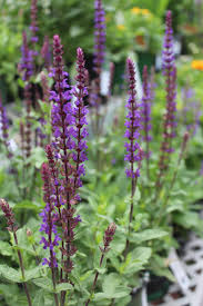Attēlu rezultāti vaicājumam “Salvia nemorosa leaf”