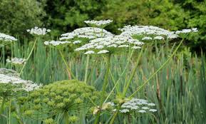 Attēlu rezultāti vaicājumam “Heracleum sosnowskyi flower”
