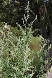 Attēlu rezultāti vaicājumam “Chenopodium polyspermum var. acutifolium flower”