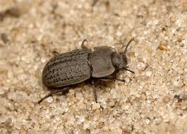 Attēlu rezultāti vaicājumam “Opatrum sabulosum”