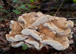 Attēlu rezultāti vaicājumam “Bondarzewia mesenterica”