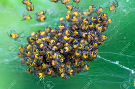 Attēlu rezultāti vaicājumam “Araneus diadematus eggs”