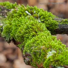 Attēlu rezultāti vaicājumam “Lophocolea minor macro”