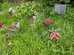 Image result for Ladock Smbc