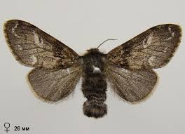 Attēlu rezultāti vaicājumam “Gynaephora selenitica”