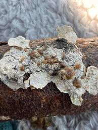 Attēlu rezultāti vaicājumam “Arcyria globosa”