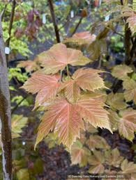 Attēlu rezultāti vaicājumam “Acer pseudoplatanus”