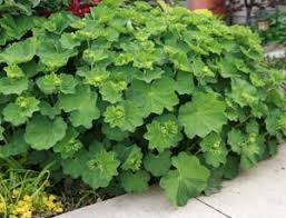 Image result for Alchemilla vulgaris