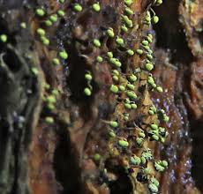 Attēlu rezultāti vaicājumam “Badhamiopsis macrospora macro”
