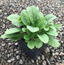 Attēlu rezultāti vaicājumam “Myosotis sylvatica leaf”