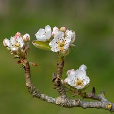 Attēlu rezultāti vaicājumam “Pyrus communis bud”