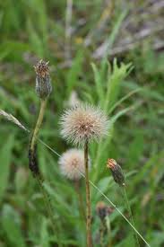 Attēlu rezultāti vaicājumam “Leontodon hispidus fruit”