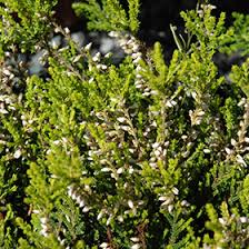 Attēlu rezultāti vaicājumam “Calluna vulgaris leaf”