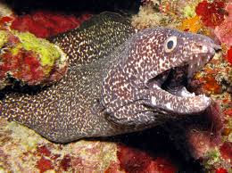 Image result for Gymnothorax moringa