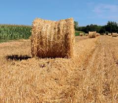 Image result for Pulborough Cricket Club