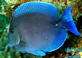 Image result for Acanthurus coeruleus
