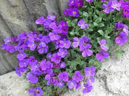 Image result for Aubrieta hybrida (cultorum)
