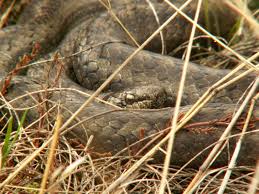 Attēlu rezultāti vaicājumam “Coronella austriaca adult”