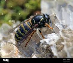 Attēlu rezultāti vaicājumam “Vespula rufa”