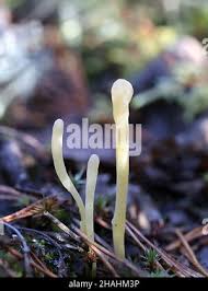 Attēlu rezultāti vaicājumam “Clavaria argillacea”