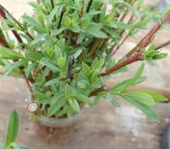 Attēlu rezultāti vaicājumam “Salix purpurea”