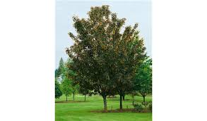 Attēlu rezultāti vaicājumam “Acer pseudoplatanus fo. purpurascens”