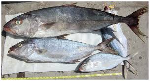 Image result for Seriola rivoliana