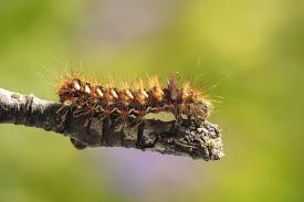 Attēlu rezultāti vaicājumam “Acronicta rumicis larva”