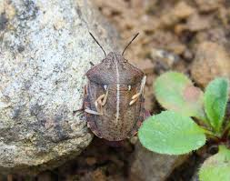 Attēlu rezultāti vaicājumam “Eurygaster testudinaria nymph”