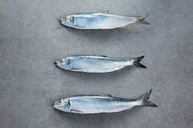 Image result for Clupea harengus