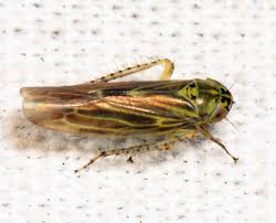 Attēlu rezultāti vaicājumam “Macrosteles sp. nymph”