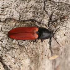 Attēlu rezultāti vaicājumam “Ampedus sp.”