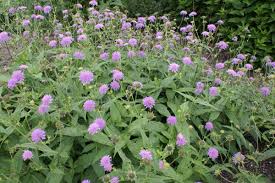 Image result for Knautia dipsacifolia