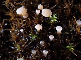 Attēlu rezultāti vaicājumam “Vibrissea decolorans”