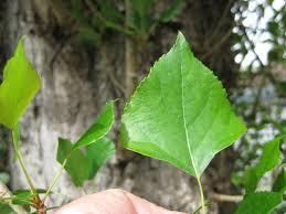 Attēlu rezultāti vaicājumam “Populus nigra leaf”