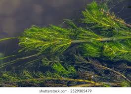 Attēlu rezultāti vaicājumam “Ceratophyllaceae”