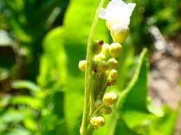 Attēlu rezultāti vaicājumam “Armoracia rusticana bud”