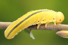 Attēlu rezultāti vaicājumam “Cimbex luteus”