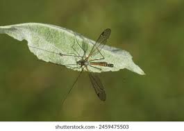 Attēlu rezultāti vaicājumam “Tipulidae male”