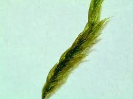 Attēlu rezultāti vaicājumam “Brachythecium salebrosum sporophyte”