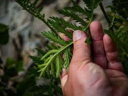 Attēlu rezultāti vaicājumam “Tanacetum vulgare”