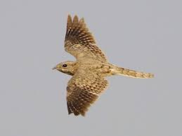 Image result for Caprimulgus aegyptius