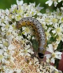 Attēlu rezultāti vaicājumam “Oligia sp.”