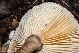 Attēlu rezultāti vaicājumam “Lignydium muscorum macro”