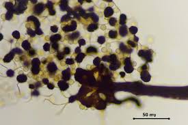 Attēlu rezultāti vaicājumam “Cribraria microcarpa”