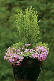 Attēlu rezultāti vaicājumam “Silene borysthenica flower”