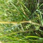 Attēlu rezultāti vaicājumam “Senecio vernalis leaf”
