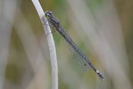 Attēlu rezultāti vaicājumam “Coenagrion armatum male”
