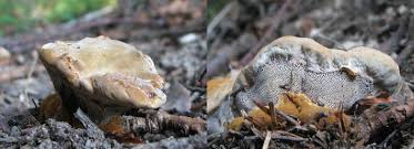 Attēlu rezultāti vaicājumam “Onnia tomentosa”