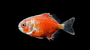 Image result for Trachinotus falcatus